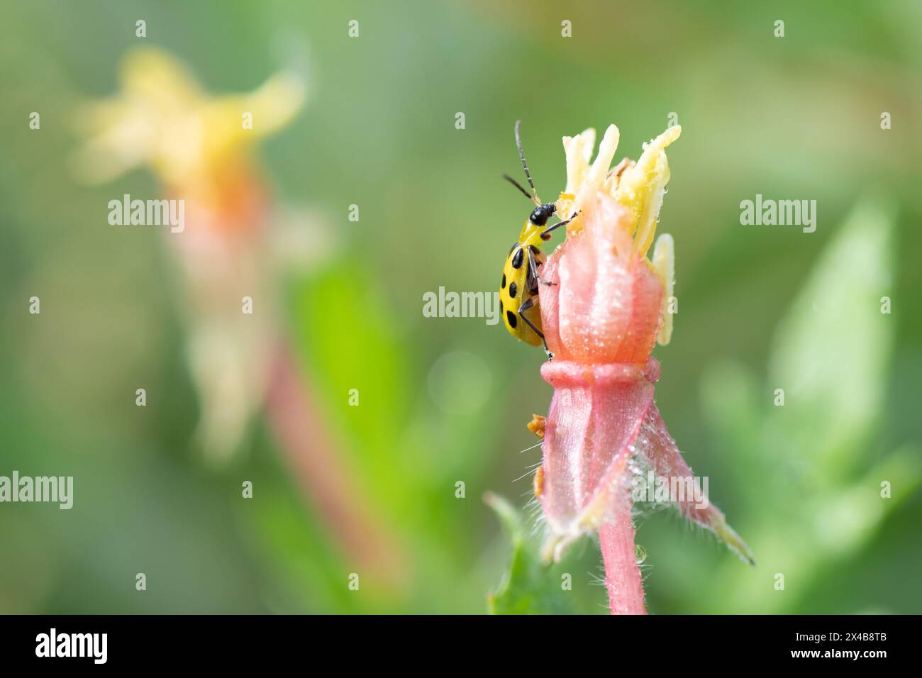 Uno scarabeo di cetriolo macchiato, Diabrotica undecimpunctata, che mangia un fiore selvatico in un prato primaverile. Foto Stock