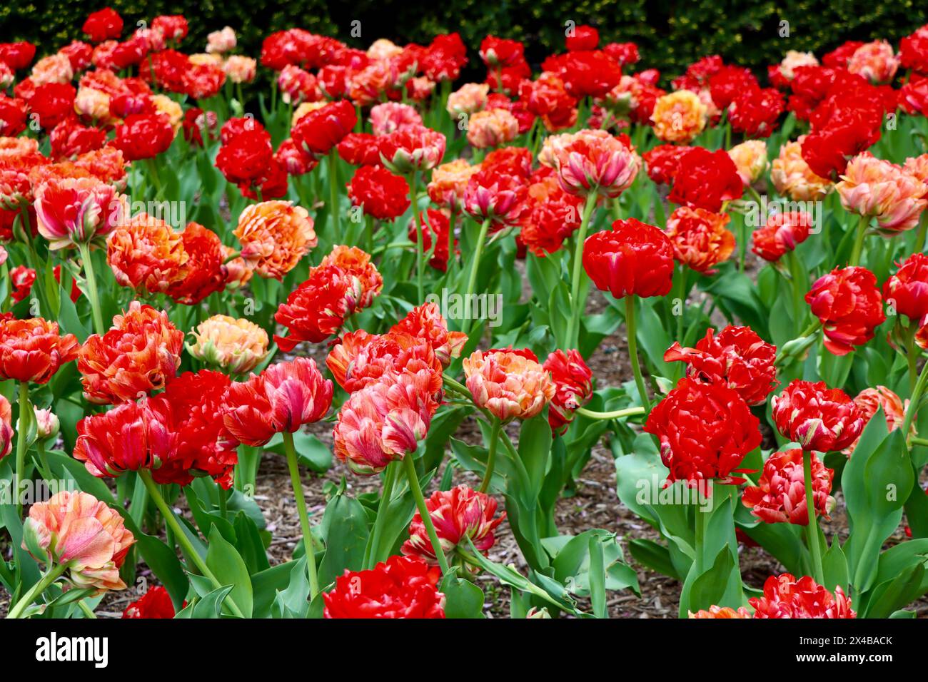 Tulipani nel centro di Park avenue, Manhattan, New York, aprile 2024 Foto Stock