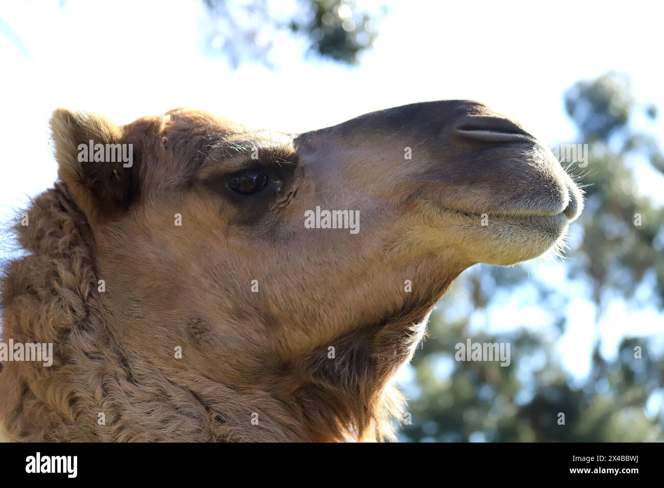 Primo piano della testa di cammello, ritratto di animali Foto Stock