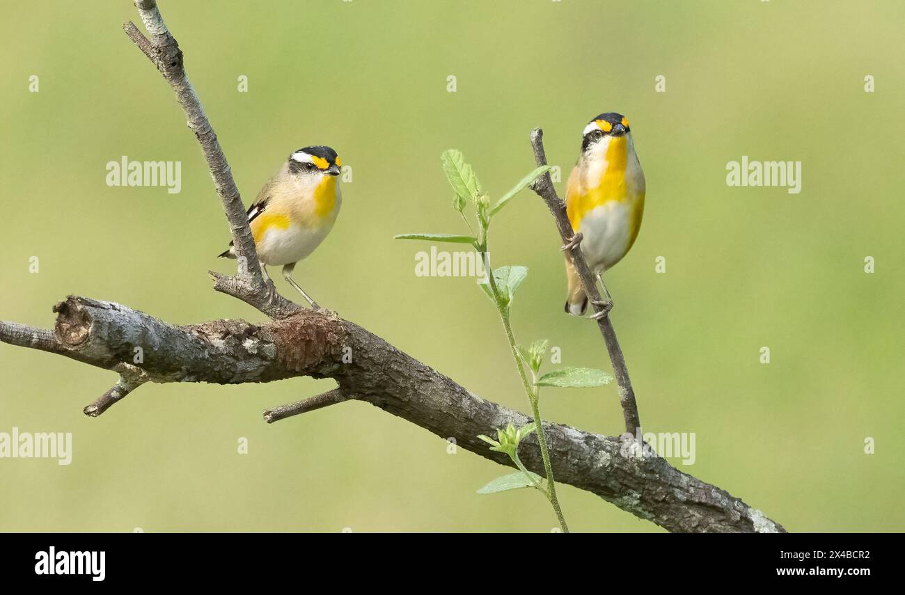 Il Pardalote striato (Pardalotus striatus) piccolo uccello giallo e nero colorato che si nutre di insetti e larve di insetti negli eucalipti. Foto Stock