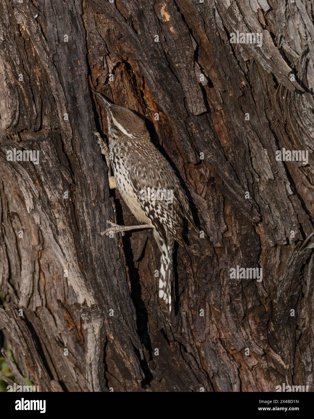 Cactus Wren (Campylorhynchus brunneicapillus) Contea di Pima Arizona USA Foto Stock