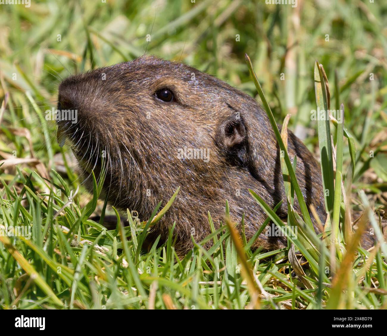 Il Pocket Gopher di Botta che emerge dalla sua tana. Cuesta Park, Mountain View, California. Foto Stock