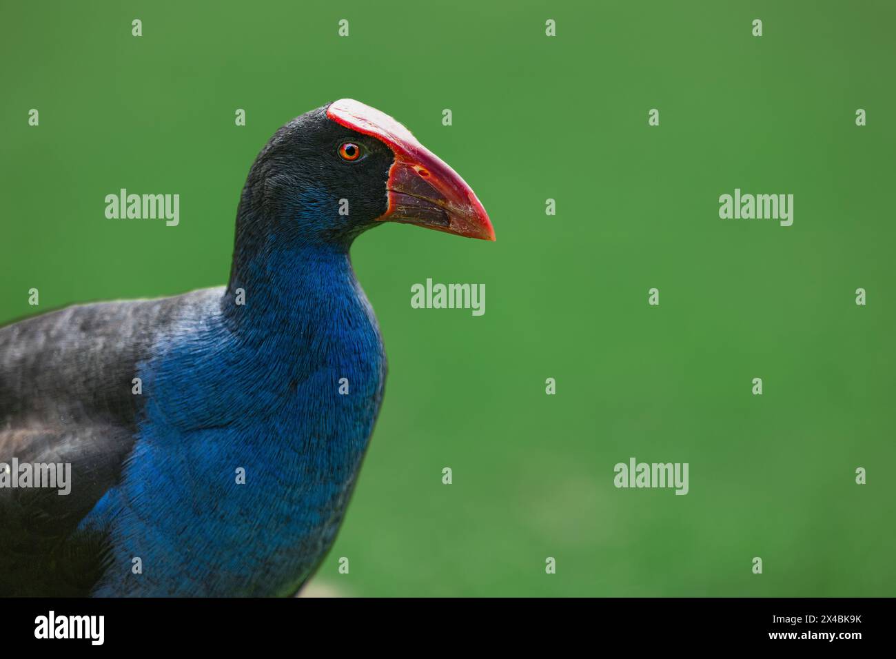 Ritratto di un Pukeko nel parco Foto Stock