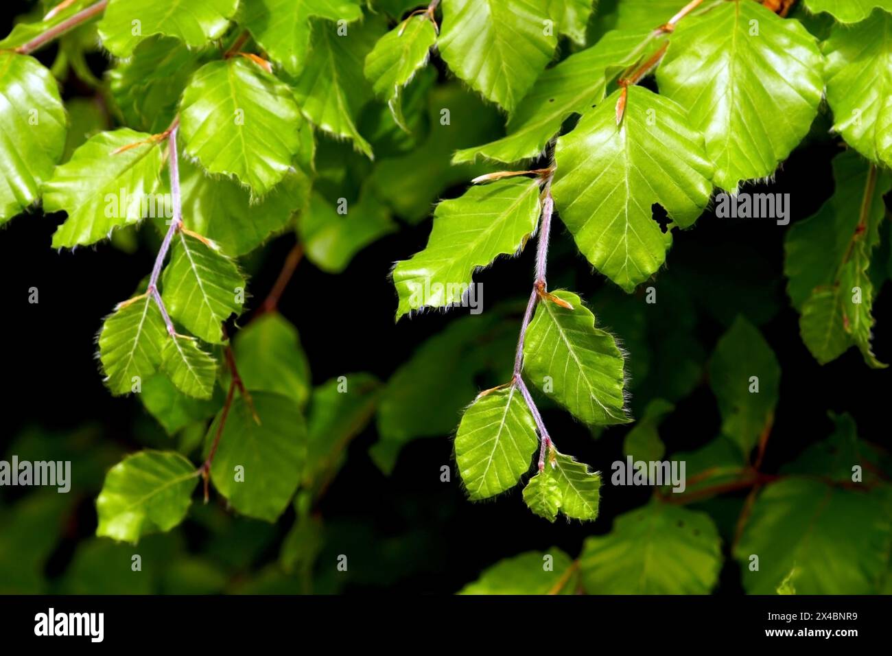 Giovani foglie di faggio in un giorno di primavera di sole Foto Stock