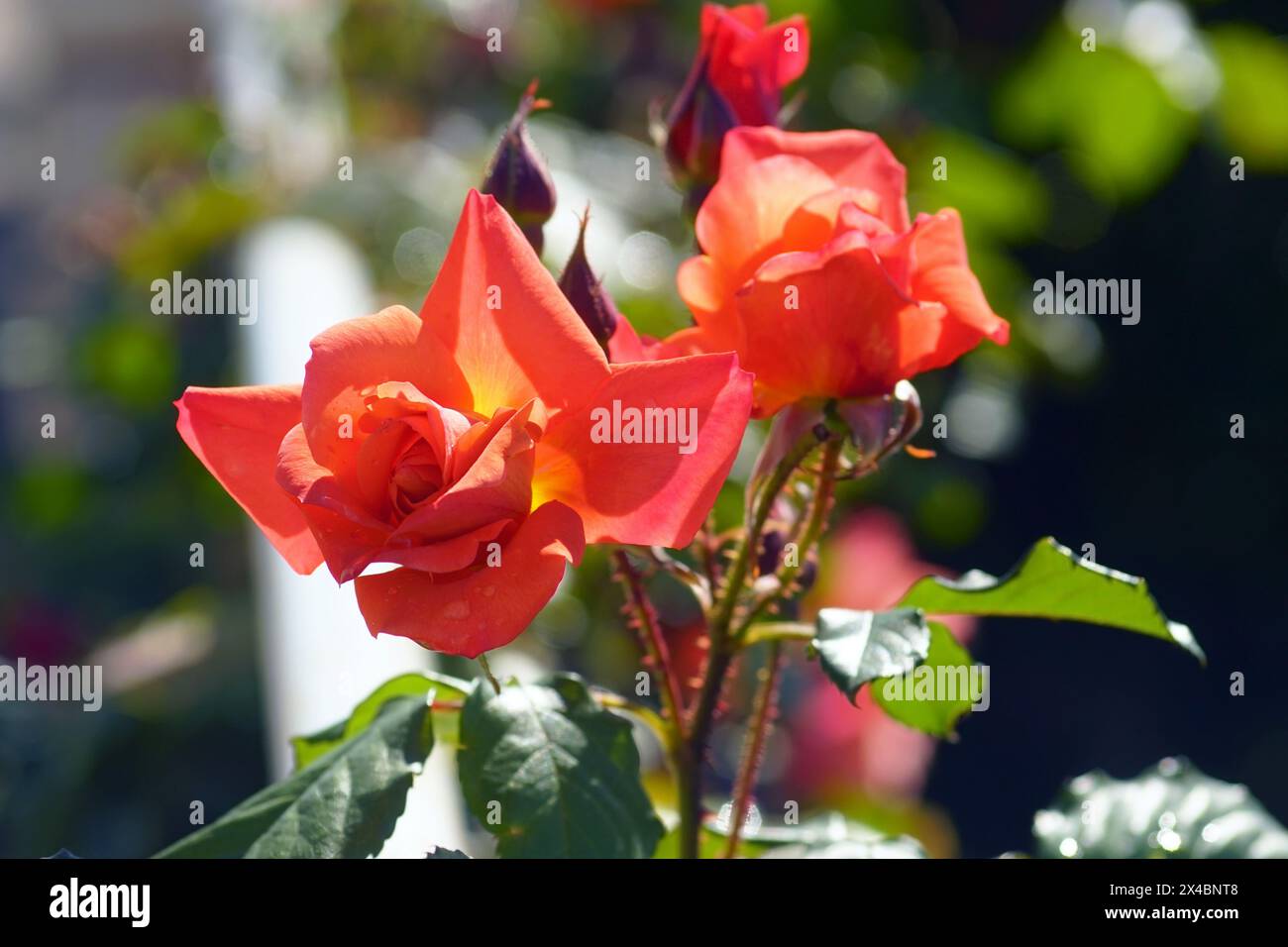 Primo piano di boccioli di rose rosse che iniziano ad aprirsi. Rose in fiore all'aperto. Foto Stock