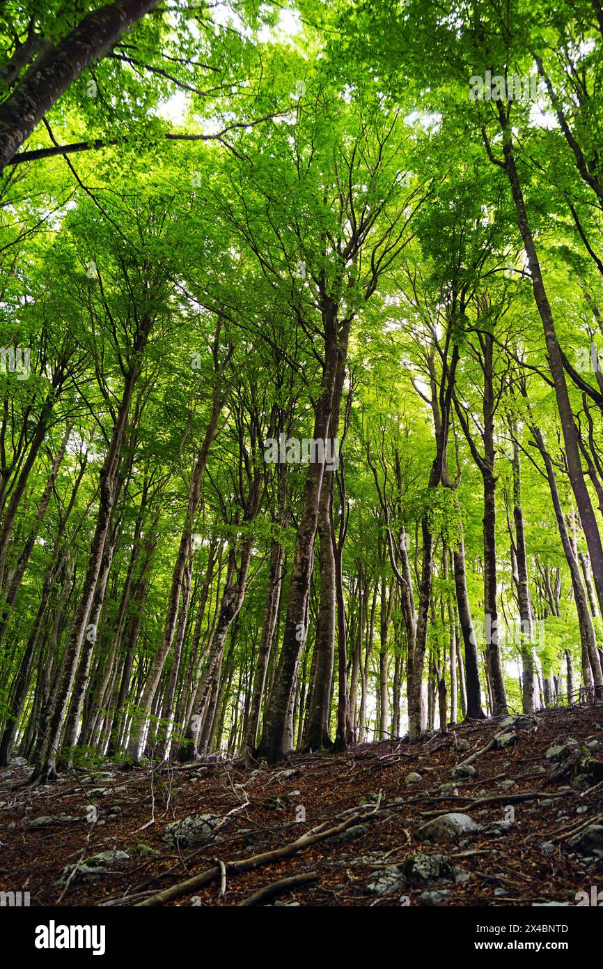 Paesaggio primaverile da una foresta di faggi - alti alberi con un verde brillante e giovane fogliame (parco naturale Orjen nelle vicinanze di Herceg Novi, Montenegro) Foto Stock