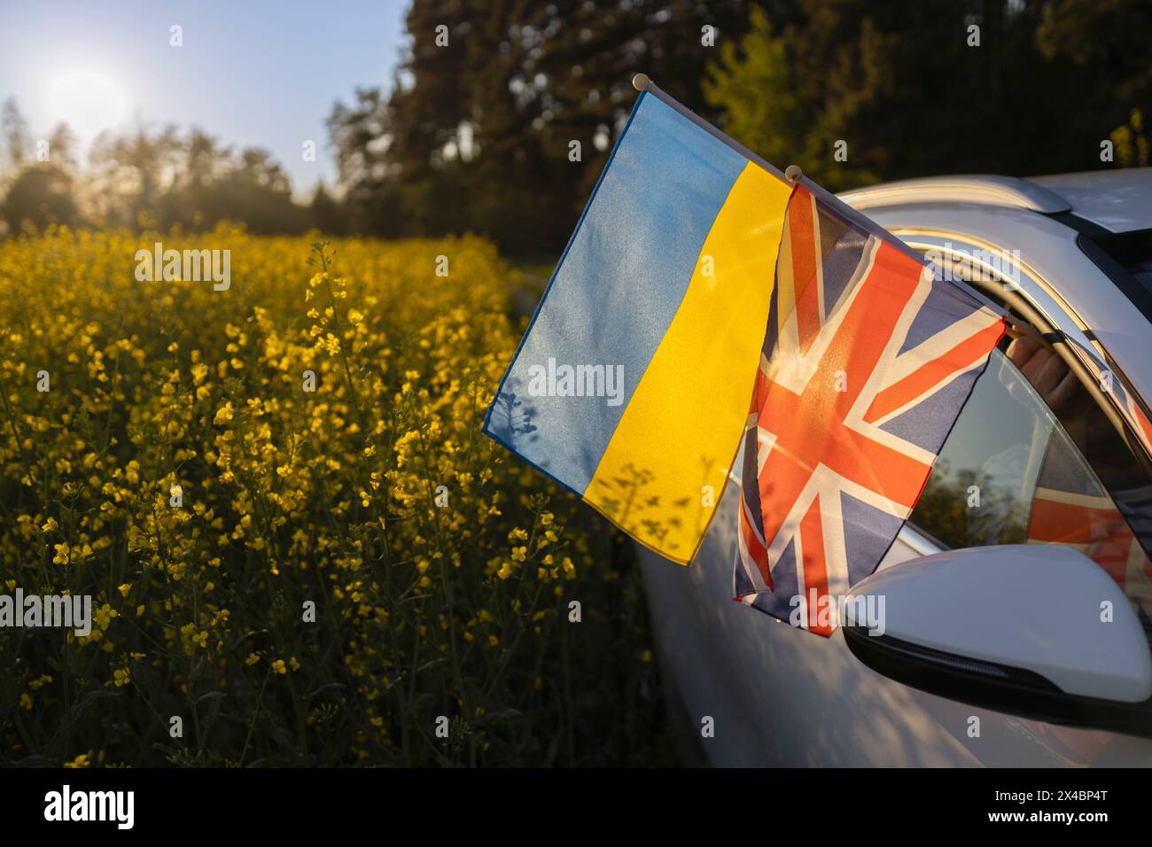 Le bandiere dell'Ucraina e della Gran Bretagna rimangono fuori dal finestrino dell'auto tra i campi di colza in fiore in controluce. Concetto di cooperazione e partenariato tra Foto Stock