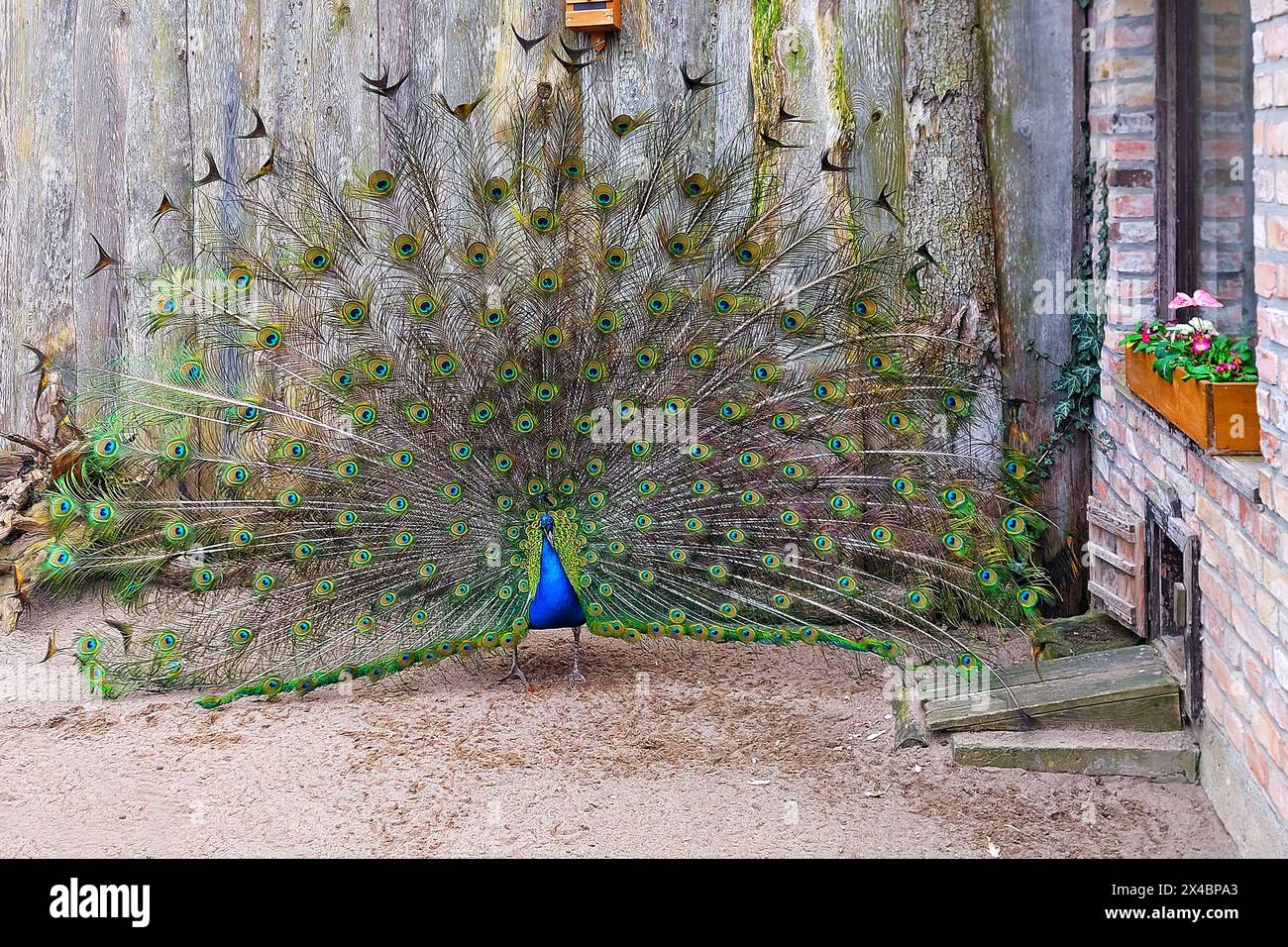 Pavone blu (Pavo cristatus) in piedi nel cortile, con le sue impressionanti piume. Foto Stock