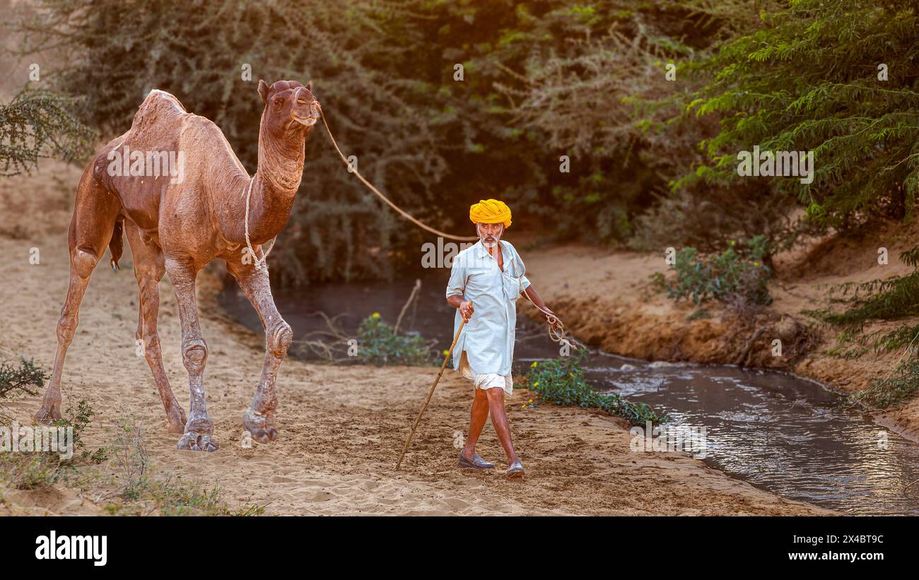 Il cammello e un uomo sul modo di Pushkar Mela, il cammello e il mercato del bestiame, Pushkar, Rajasthan, India Foto Stock