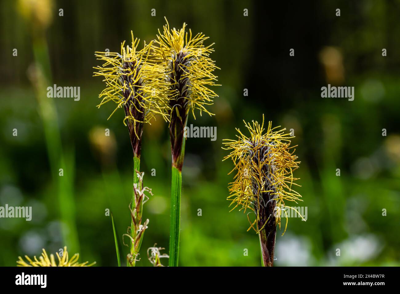 Sedge peloso fiorire nella natura in primavera.Carex pilosa. Famiglia Cyperaceae. Foto Stock