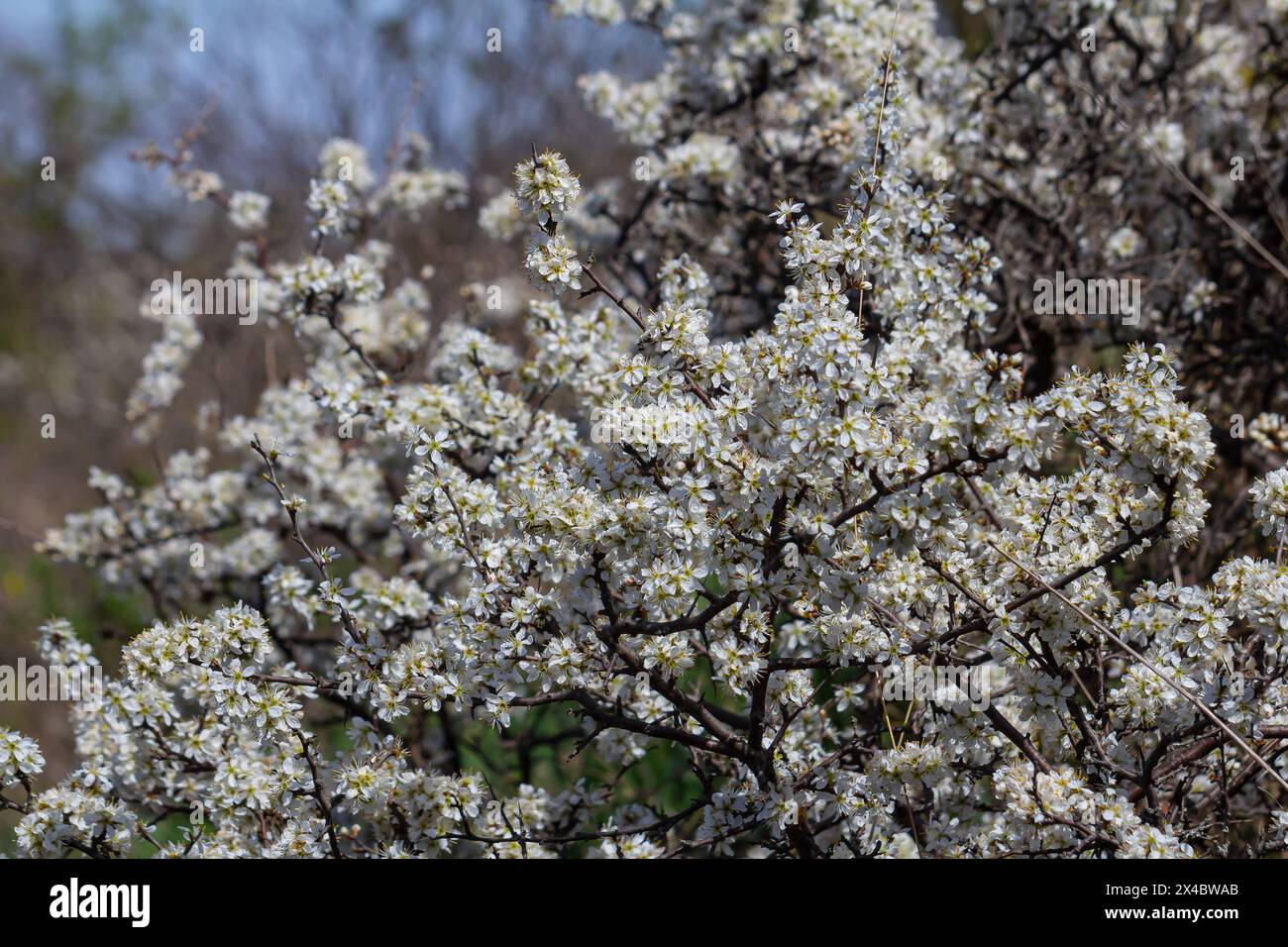 Prunus spinosa, chiamato spina nera o sciabola, è una specie di pianta fiorita della famiglia delle rosate Rosaceae. Prunus spinosa, chiamato spina nera o albero di sciabola Foto Stock