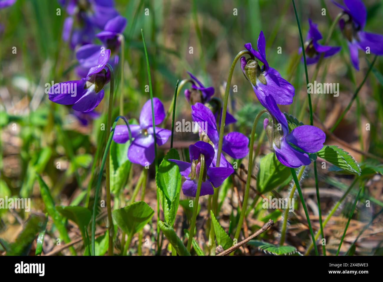 Viola odorata. Profumato. Viola fiore foresta fioritura in primavera. Il primo fiore di primavera, viola. Violetti selvatici in natura. Foto Stock