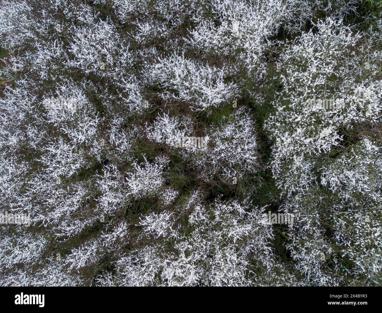 Blackthorn boschetto in fiore dall'alto Foto Stock