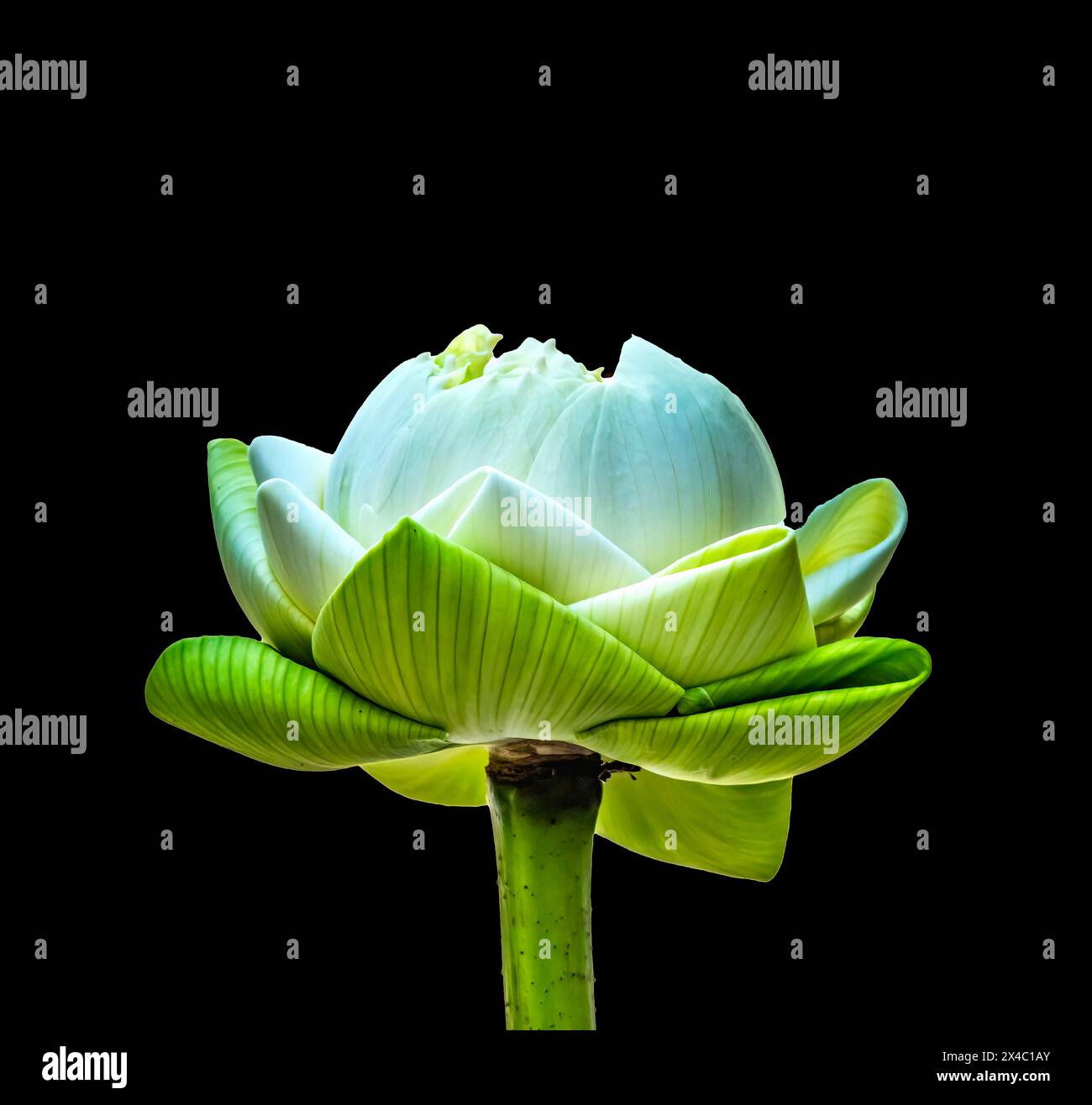 Lotus Bud, Grand Palace, Bangkok, Thailandia. Centro bianco di gemme di loto, simbolo buddista di purezza, gemma non aperto che si dispiega l'anima e si apre alla verità divina Foto Stock