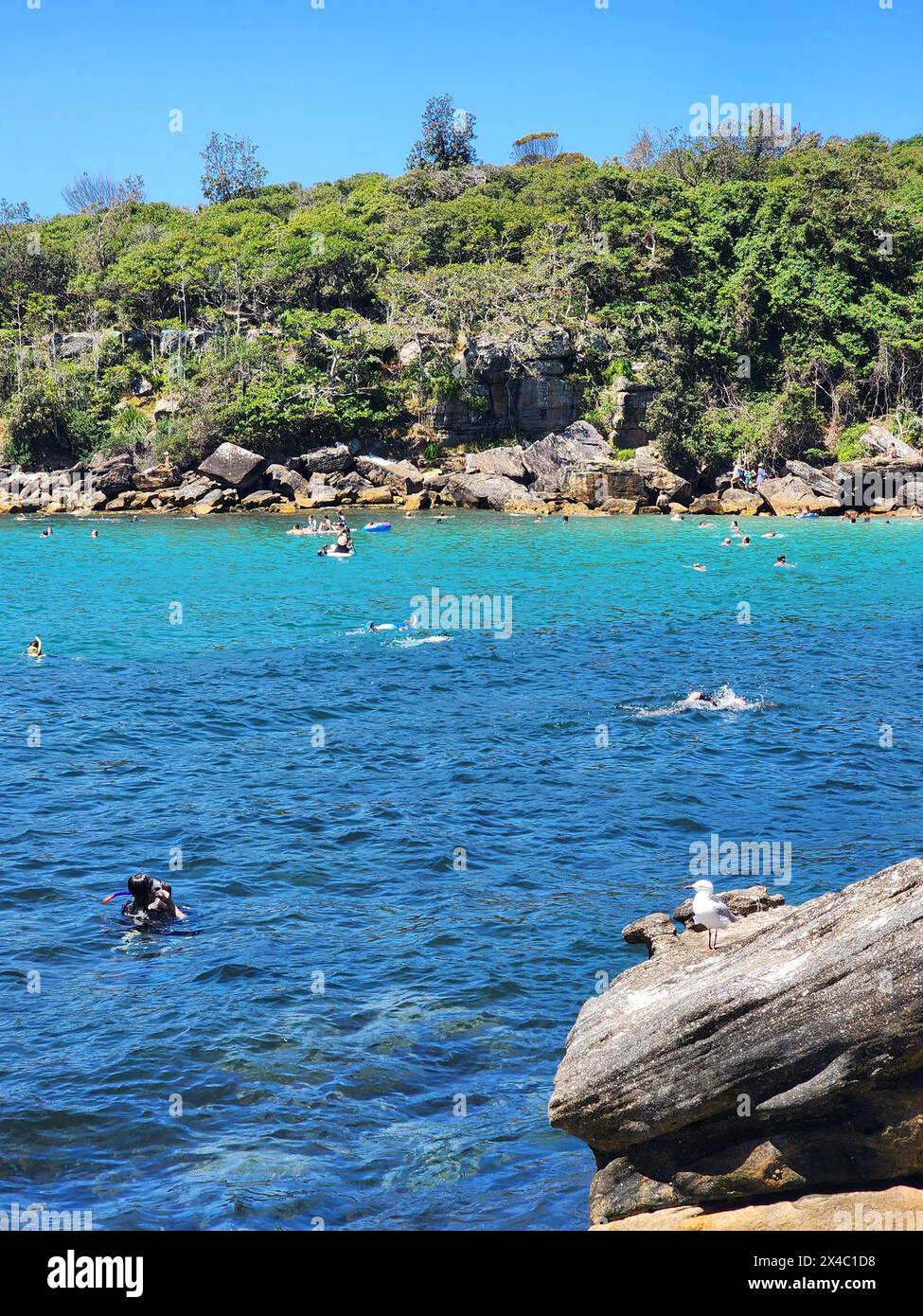 Persone che nuotano nel mare a Shelly Beach a Sydney, in Australia, in una giornata di sole, con un gabbiano arroccato sulla roccia, osservando tutto. Foto Stock