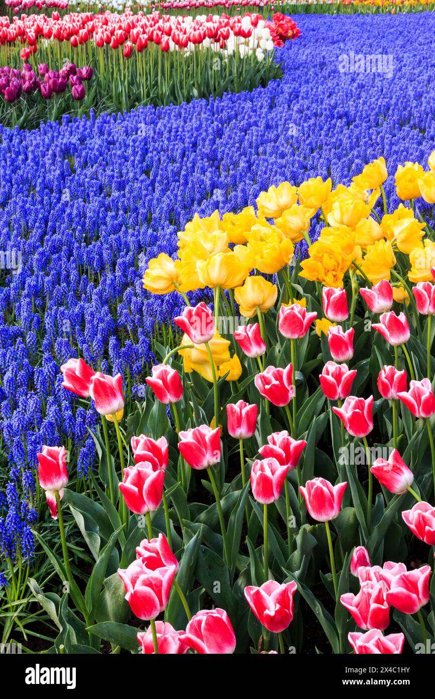 Paesi Bassi, Olanda meridionale. Lisse. Duin-en Bollenstreek. Zona dune e bulbo. Piantagioni olandesi di tulipani e giacinto. Foto Stock