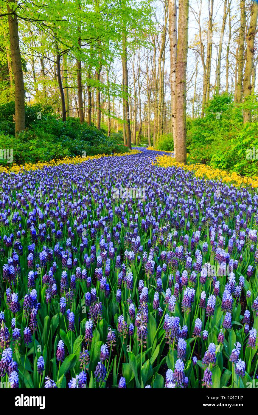 Paesi Bassi, Olanda meridionale. Lisse. Duin-en Bollenstreek. Zona dune e bulbo. Piantagioni olandesi di tulipani e giacinto. Foto Stock