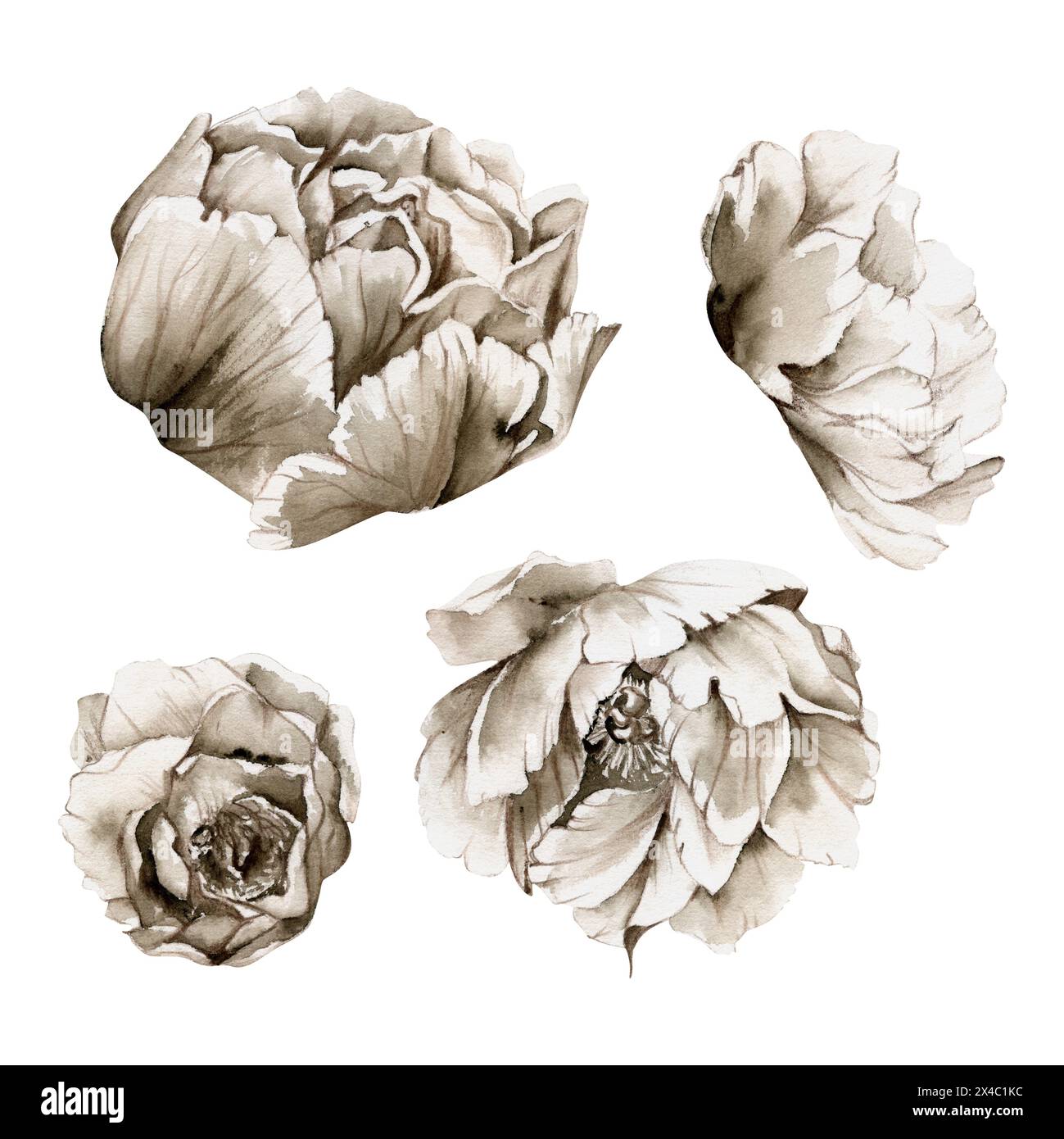 Grisaille acquerello, peonia monocromatica, tulipani, fiori ranunculus disegnati a mano. Elemento singolo isolato su sfondo bianco. Progettare gli inviti Foto Stock