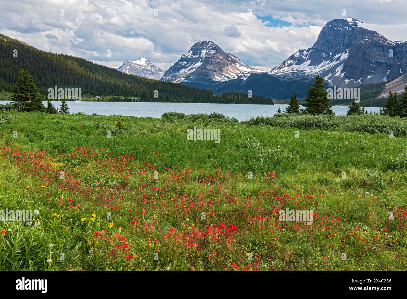 Canada, Alberta, Banff National Park. Paesaggio montano e lago con fiori selvatici nel prato. Foto Stock