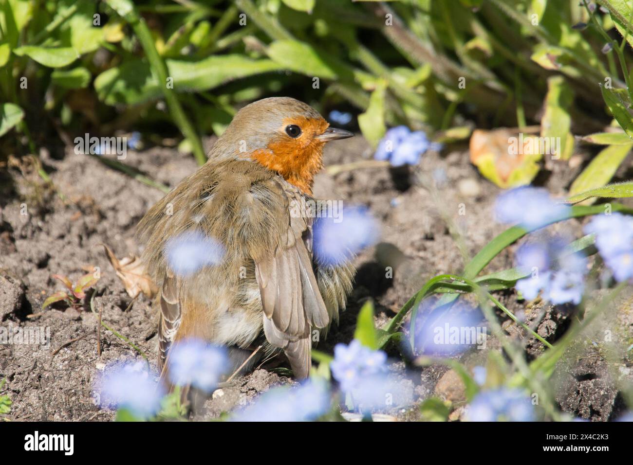 Robin che prende il sole in un bagno di polvere spalanca le ali nel letto di fiori dimenticati, erithacus rubecula Foto Stock Robin che prende il sole in un bagno di polvere spalanca le ali nel letto di fiori dimenticati, erithacus rubecula Foto Stock