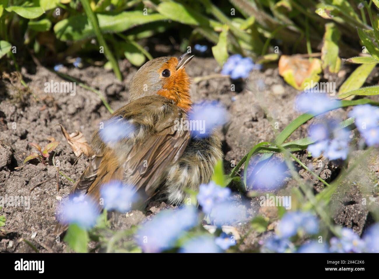 Robin che prende il sole in un bagno di polvere spalmando le ali con il becco aperto nel letto di fiori dimenticati, erithacus rubecula Foto Stock Robin che prende il sole in un bagno di polvere spalmando le ali con il becco aperto nel letto di fiori dimenticati, erithacus rubecula Foto Stock