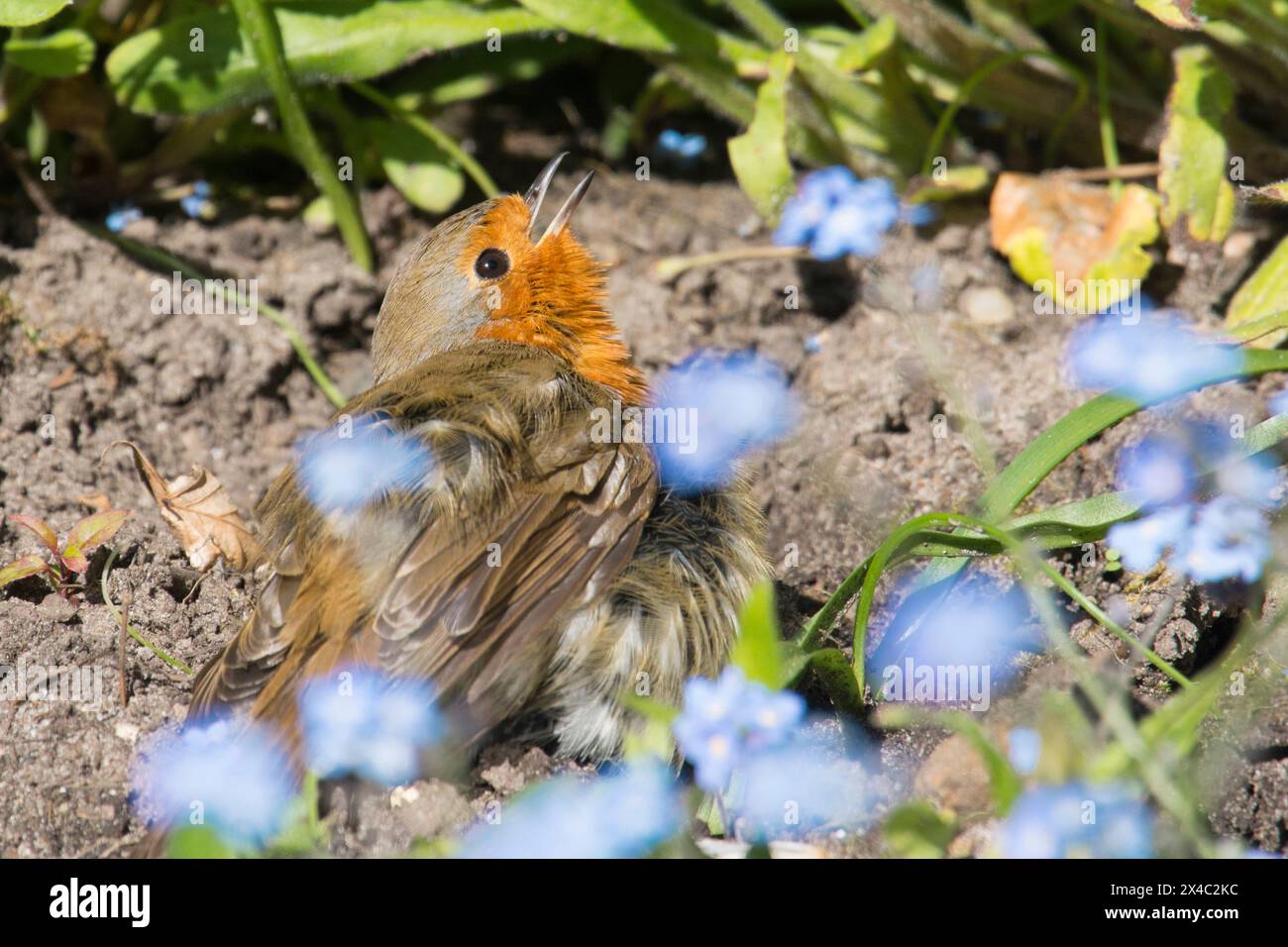 Robin che prende il sole in un bagno di polvere spalmando le ali con il becco aperto nel letto di fiori dimenticati, erithacus rubecula Foto Stock Robin che prende il sole in un bagno di polvere spalmando le ali con il becco aperto nel letto di fiori dimenticati, erithacus rubecula Foto Stock