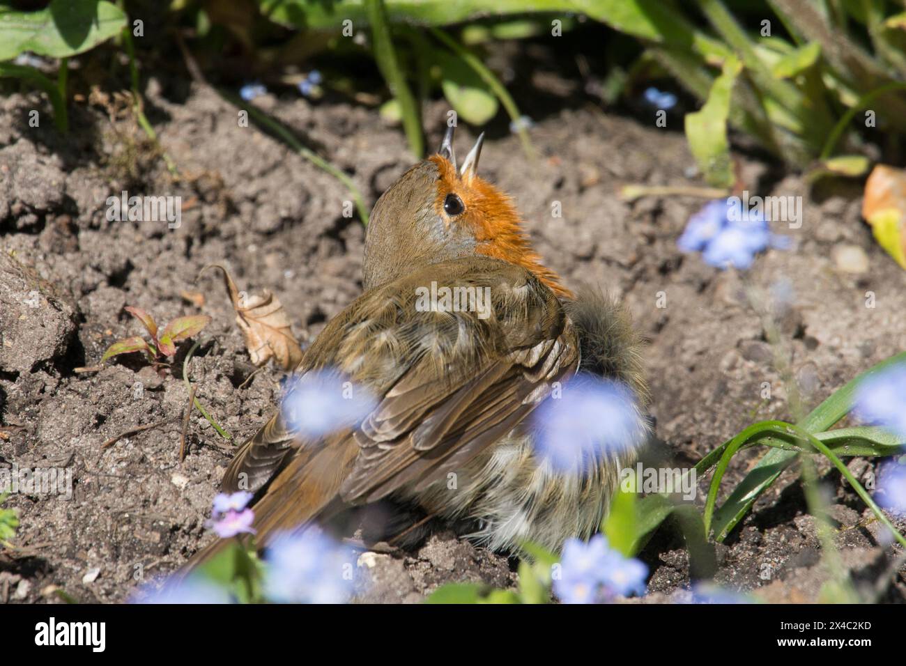 Robin che prende il sole in un bagno di polvere spalmando le ali con il becco aperto nel letto di fiori dimenticati, erithacus rubecula Foto Stock Robin che prende il sole in un bagno di polvere spalmando le ali con il becco aperto nel letto di fiori dimenticati, erithacus rubecula Foto Stock
