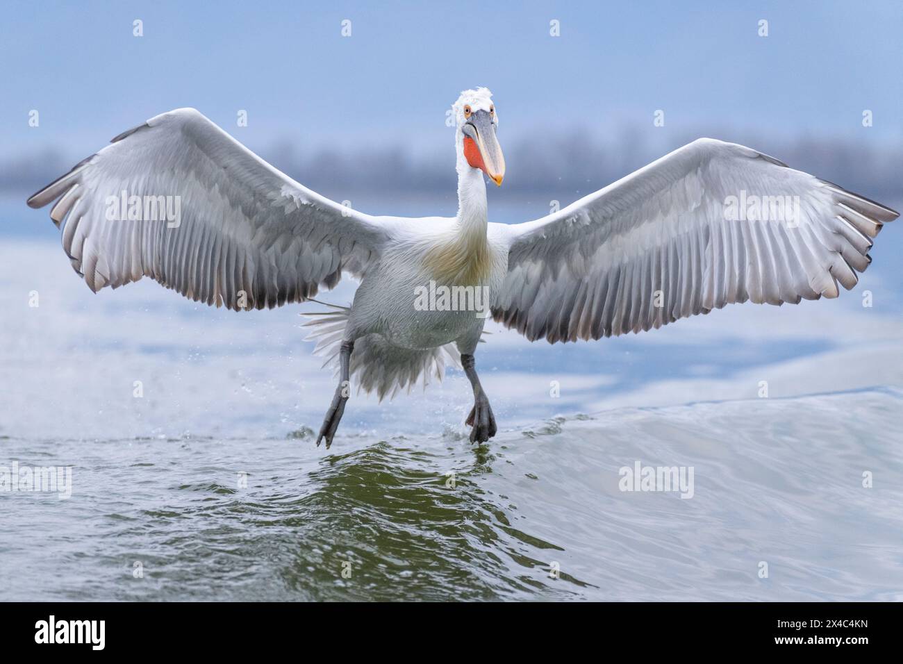 Europa, Grecia, Lago Kerkini. Le terre pelicane dalmate nelle acque del lago. Foto Stock