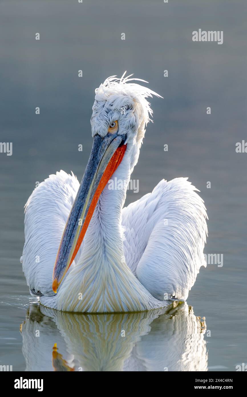 Europa, Grecia, Lago Kerkini. Ritratto di un pellicano dalmata che galleggia nell'acqua. Foto Stock