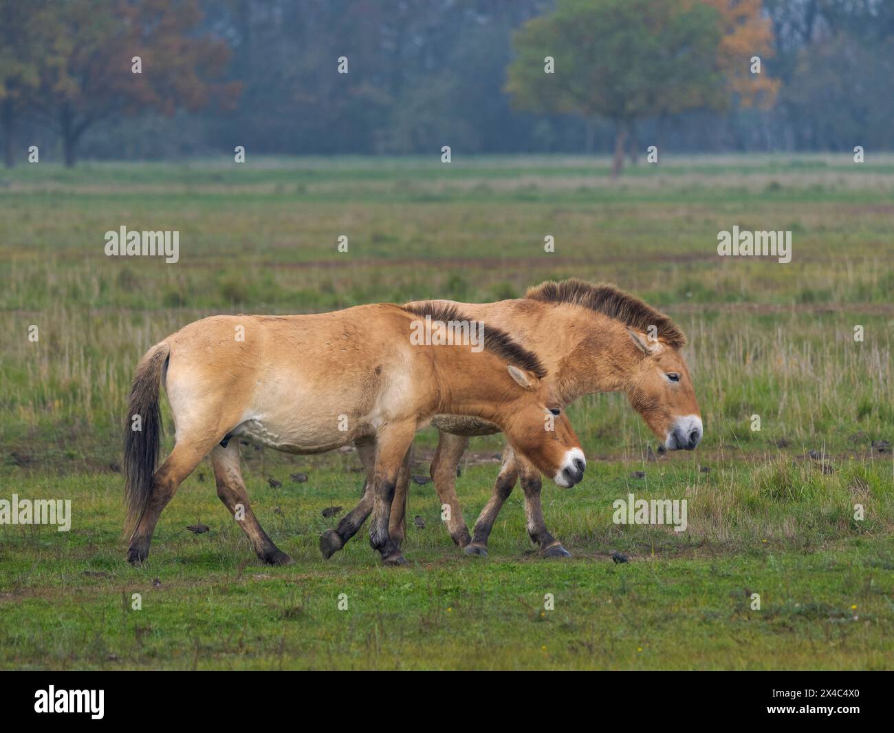 Cavallo di Przewalski o Takhi in un'area libera nel parco nazionale di Hortobagy, patrimonio dell'umanità dell'UNESCO, in Ungheria. Foto Stock