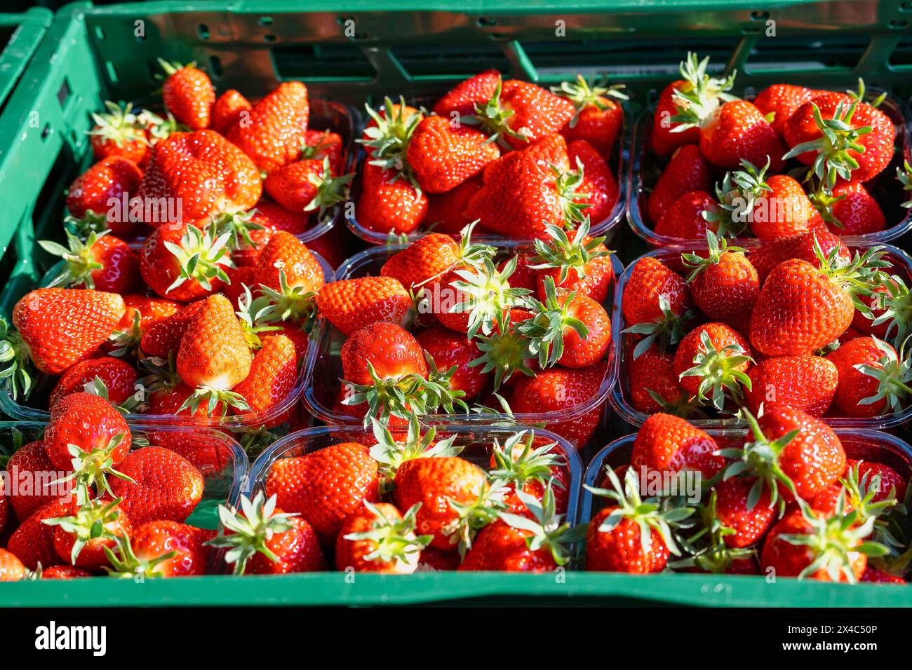 Erdbeeerernte Hofladen Beckers Erdbeerernte fuer den Hofladen Beckers AM 02.05.24 in Raderbroich. Frische gepflueckte Erdebeeren sind bereit fuer den Weitertransport. Foto: Kirchner-Media/TH Raderbroich Nordrhein-Westfalen Deutschland *** raccolta di fragole Hofladen Beckers raccolta di fragole per Hofladen Beckers il 02 05 24 a Raderbroich fragole appena raccolte sono pronte per ulteriori trasporti foto Kirchner Media TH Raderbroich Nordrhein Westfalen Germania Copyright: XKirchner-Media/THX Foto Stock