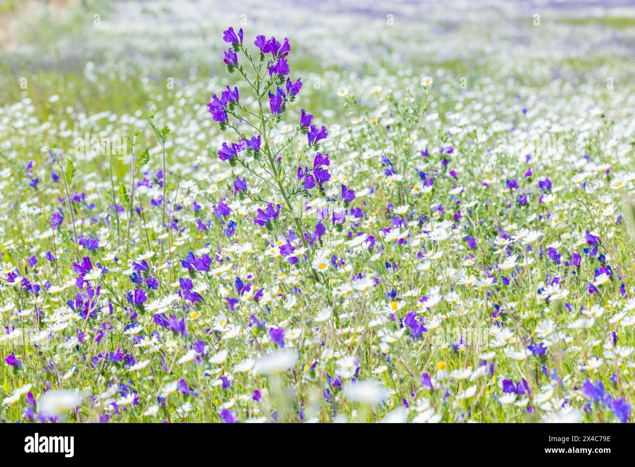 Portogallo, Evora. Campo di margherite bianche e salvia viola. Foto Stock