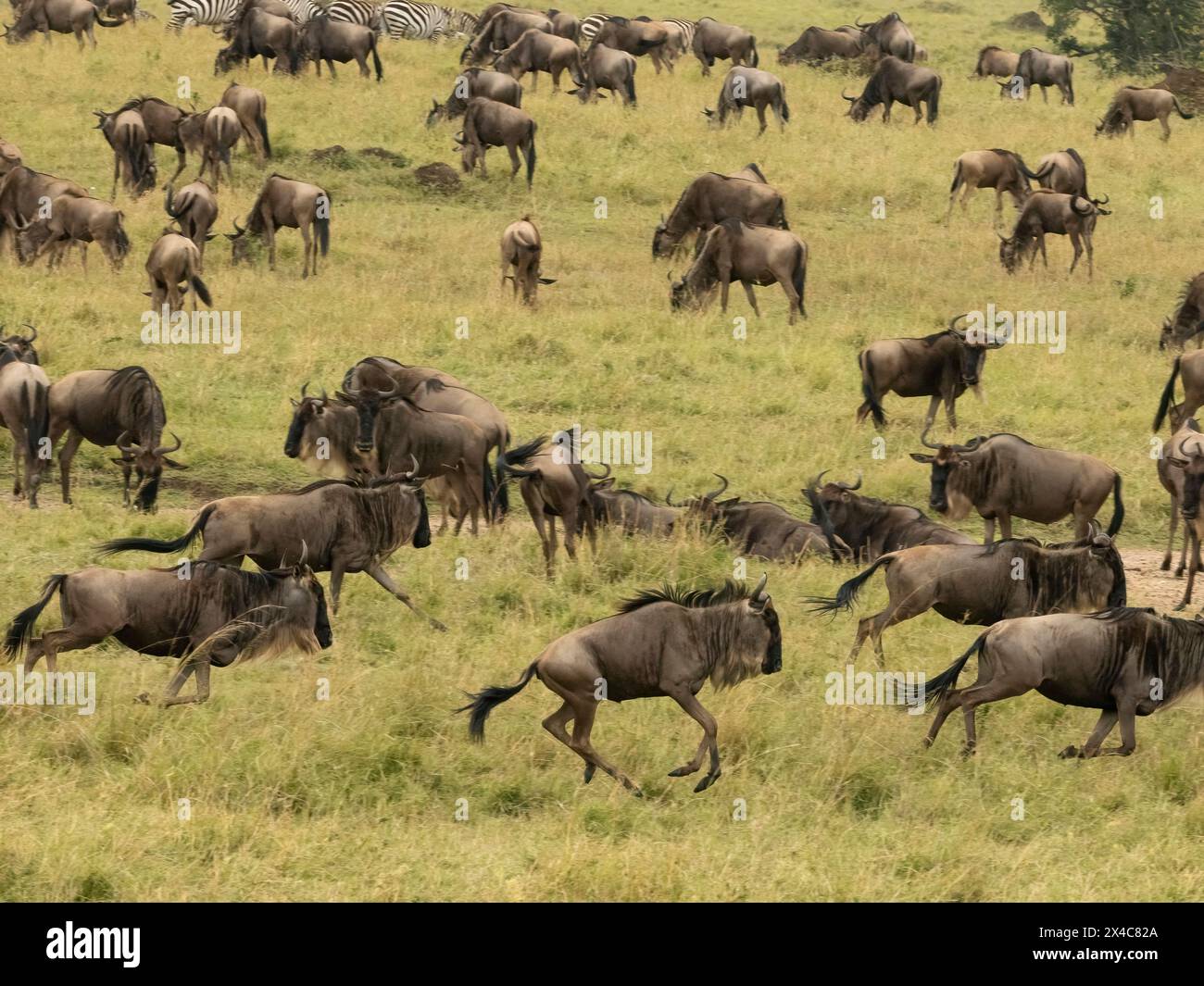 GNU dalla barba bianca, Connochaetes taurinus, Serengeti National Park, Tanzania, Africa Foto Stock