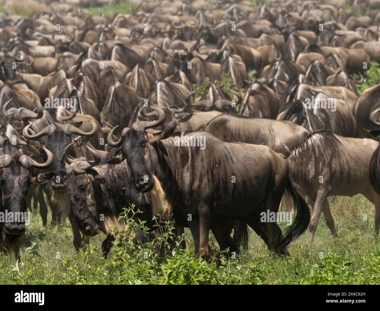 GNU alla barba bianca, Connochaetes taurinus, migrazione, Parco Nazionale del Serengeti, Tanzania, Africa Foto Stock