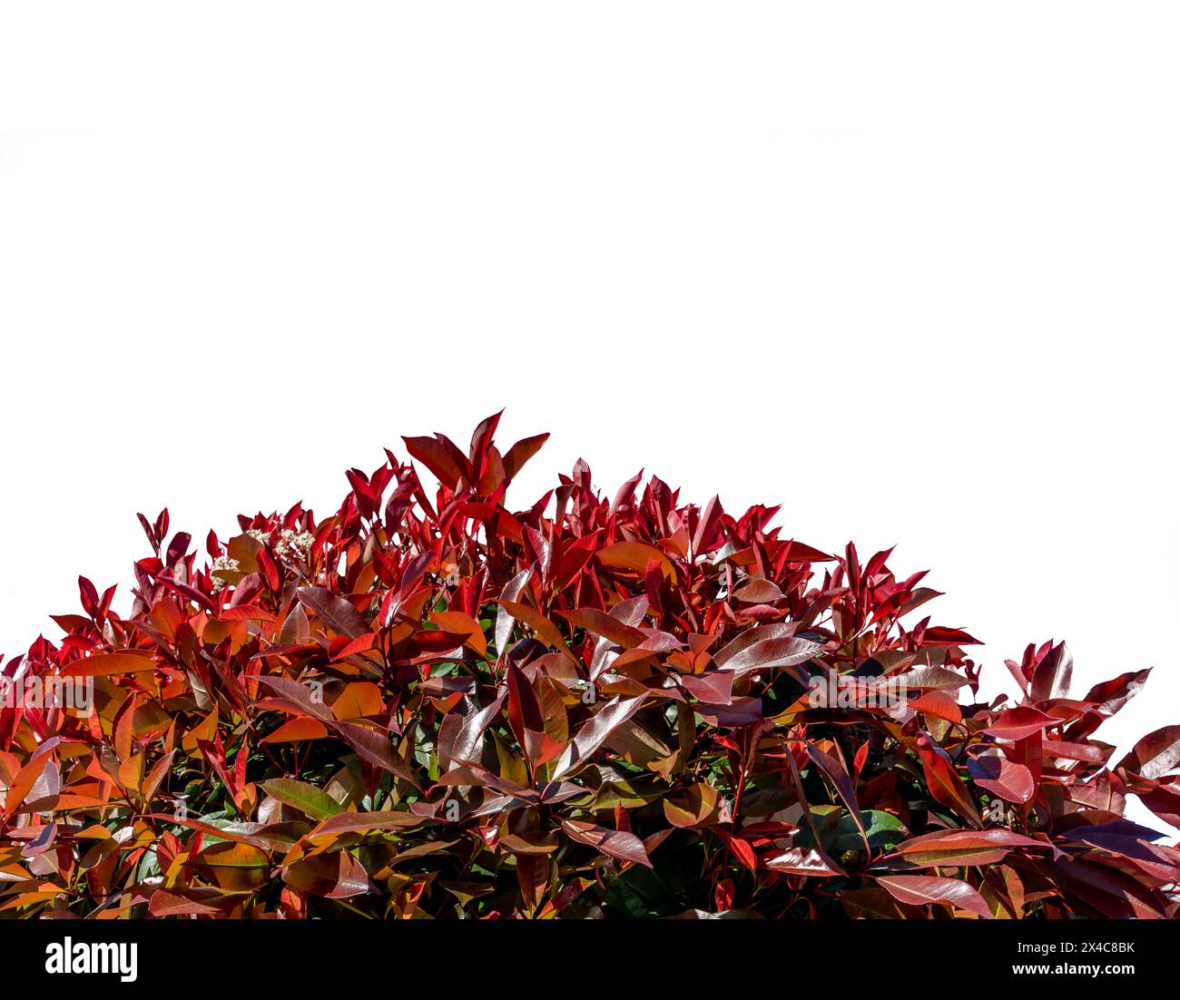 Photinia fraseri Red robin Bush come cornice isolata sul bianco con percorso di ritaglio incluso, spazio copia Foto Stock