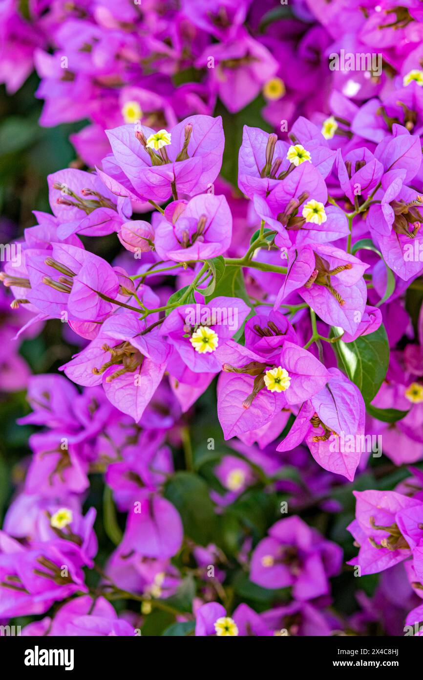 Cile, Santiago. Fiori di bouganville primo piano. Foto Stock