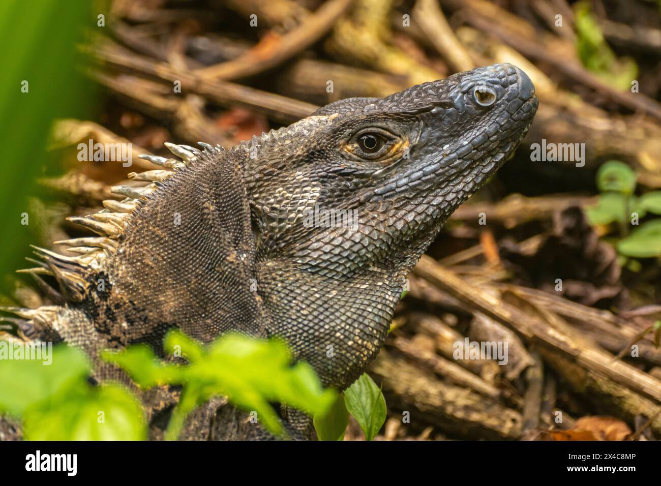 Costa Rica, Parque Nacional Carara. Primo piano sull'iguana nera. Foto Stock