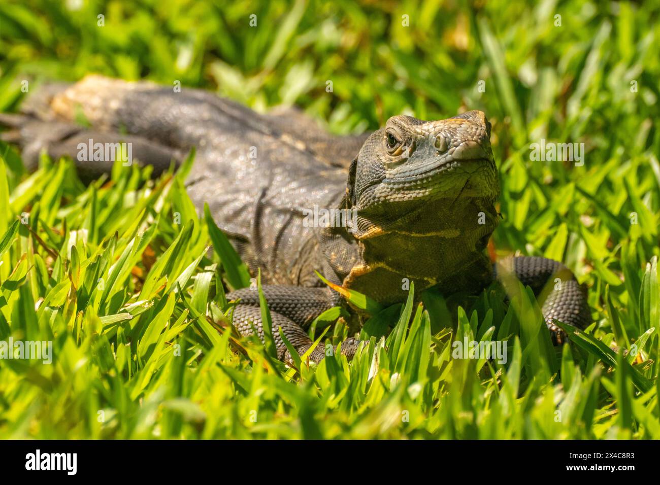 Costa Rica, Parque Nacional Carara. Iguana nera che prende il sole. Foto Stock