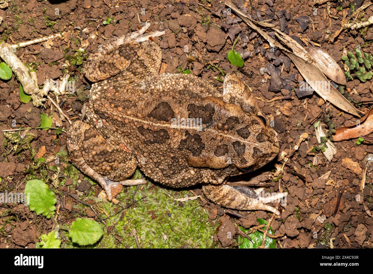 Un bellissimo rospo gutturale adulto (Amietophrynus gutturalis) Foto Stock