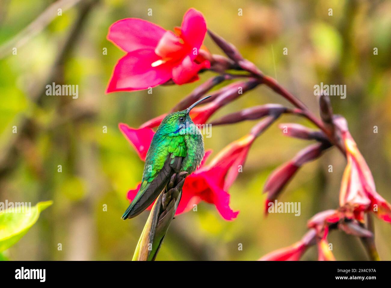 Costa Rica, Cordillera de Talamanca. Colibrì verde viola che si nutre di fiori. Foto Stock