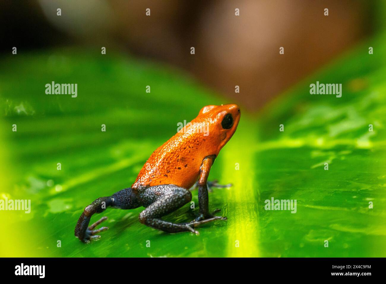 Costa Rica. Rana veleno di fragole sulla foglia. Foto Stock
