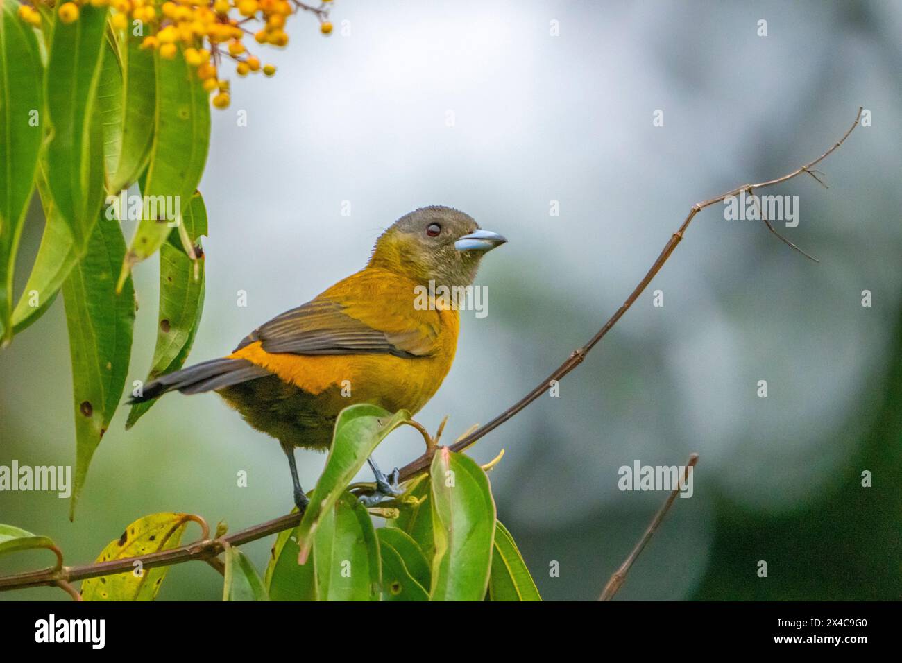 Costa Rica, stazione di ricerca biologica la Selva. Uccello in cisterna scarlattizzato nell'albero. Foto Stock