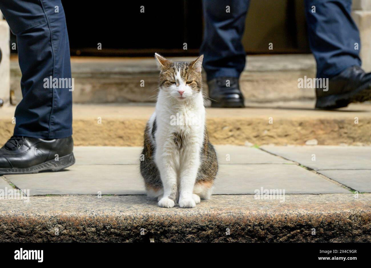 Larry the Cat - Chief Mouser all'Ufficio del Gabinetto dal 2011 - gode del sole a Downing Street mentre le persone escono dal numero 10 dietro di lui, 1 maggio 2024 Foto Stock