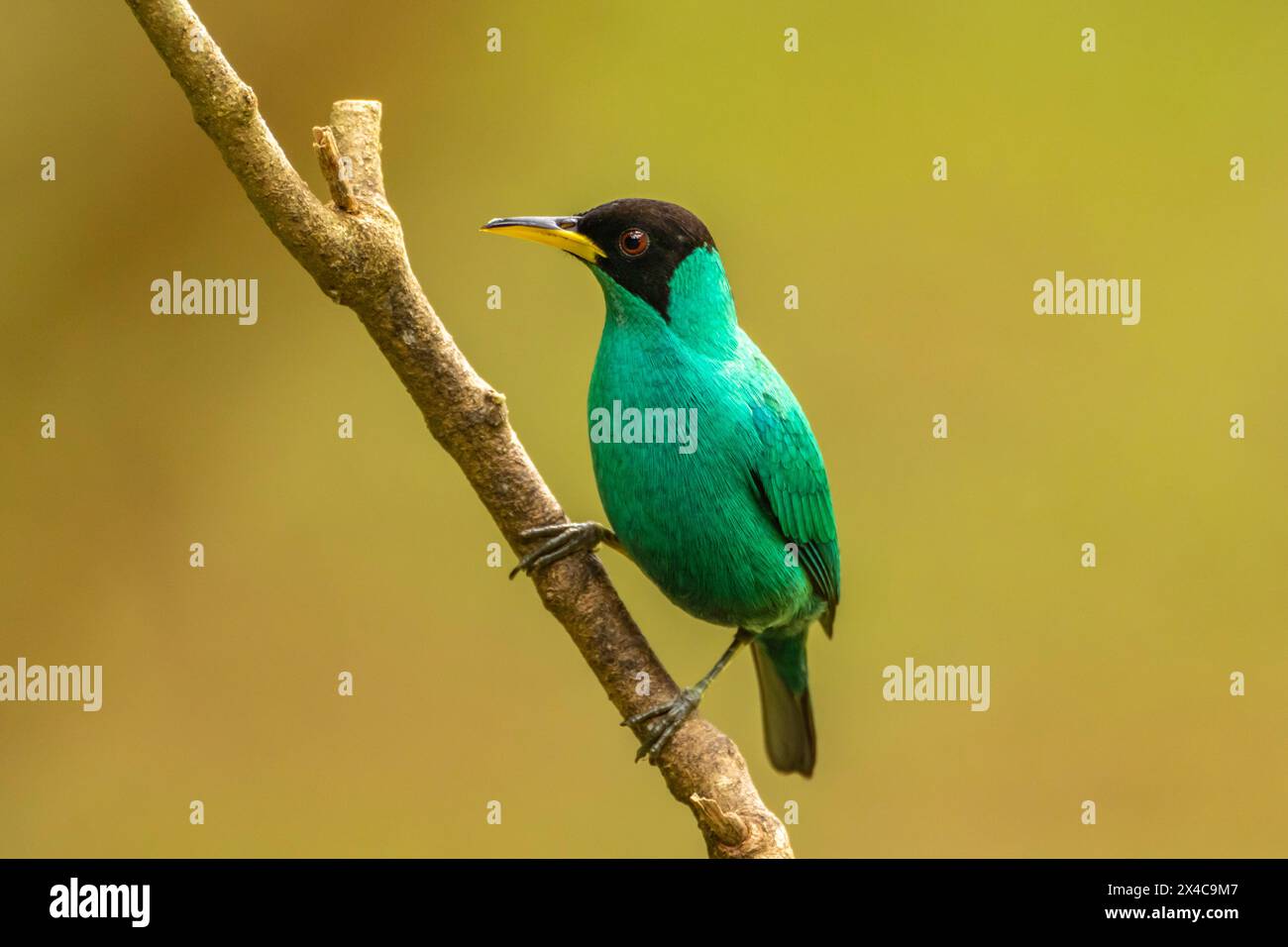 Costa Rica. Uomo vergine di miele sull'arto. Foto Stock