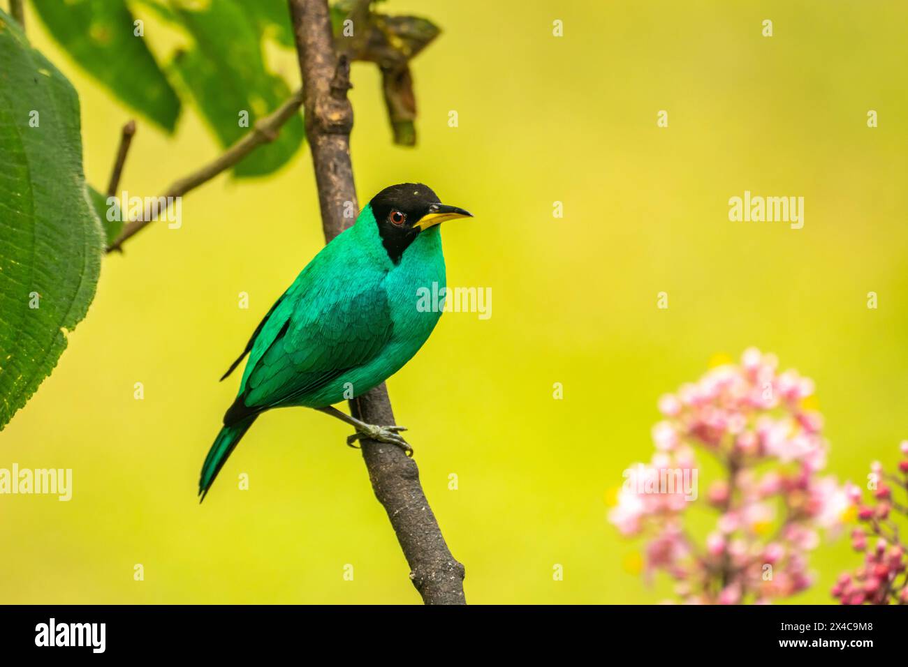 Costa Rica. Uomo vergine di miele sull'arto. Foto Stock