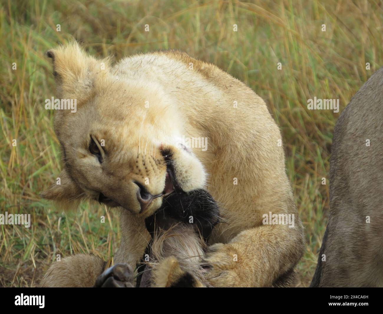 Leone africano (Panthera leo) mangiando la sua preda catturata Foto Stock