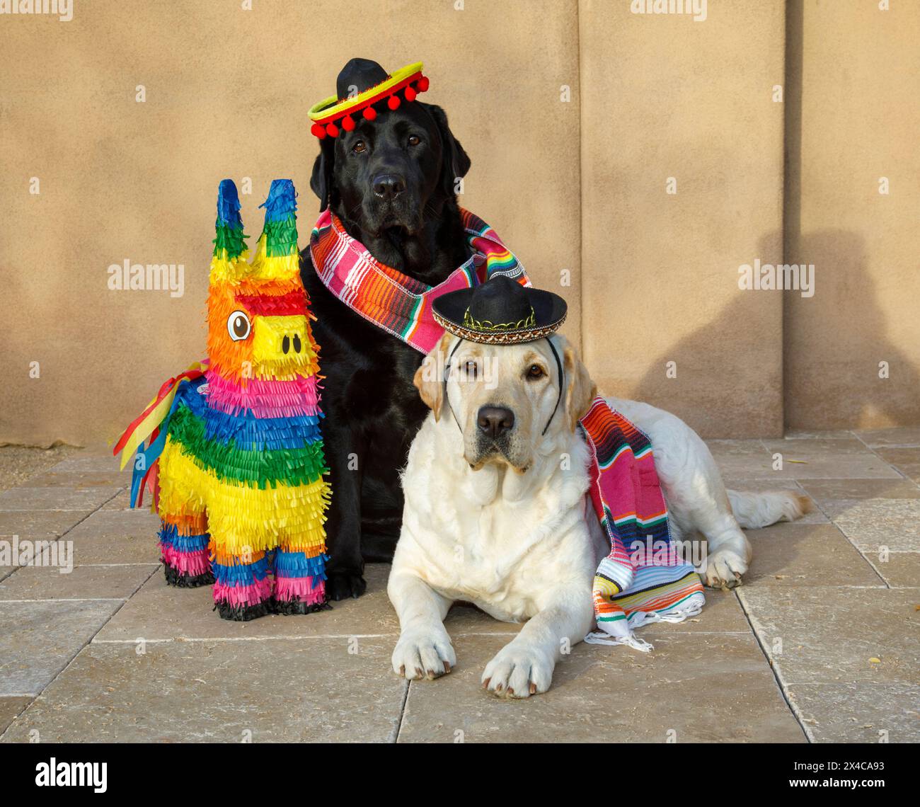 USA, Arizona, Buckeye. Labrador retrievers vestiti per Cinco de Mayo. (PR) Foto Stock