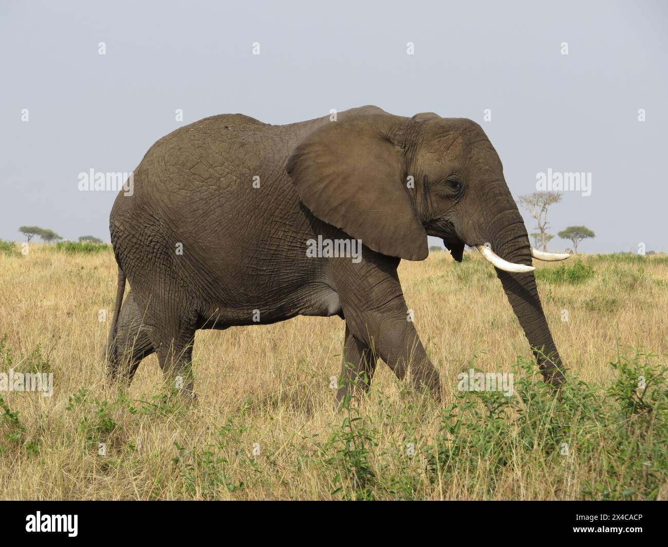 Un grande elefante africano adulto (Loxodonta africana) Foto Stock