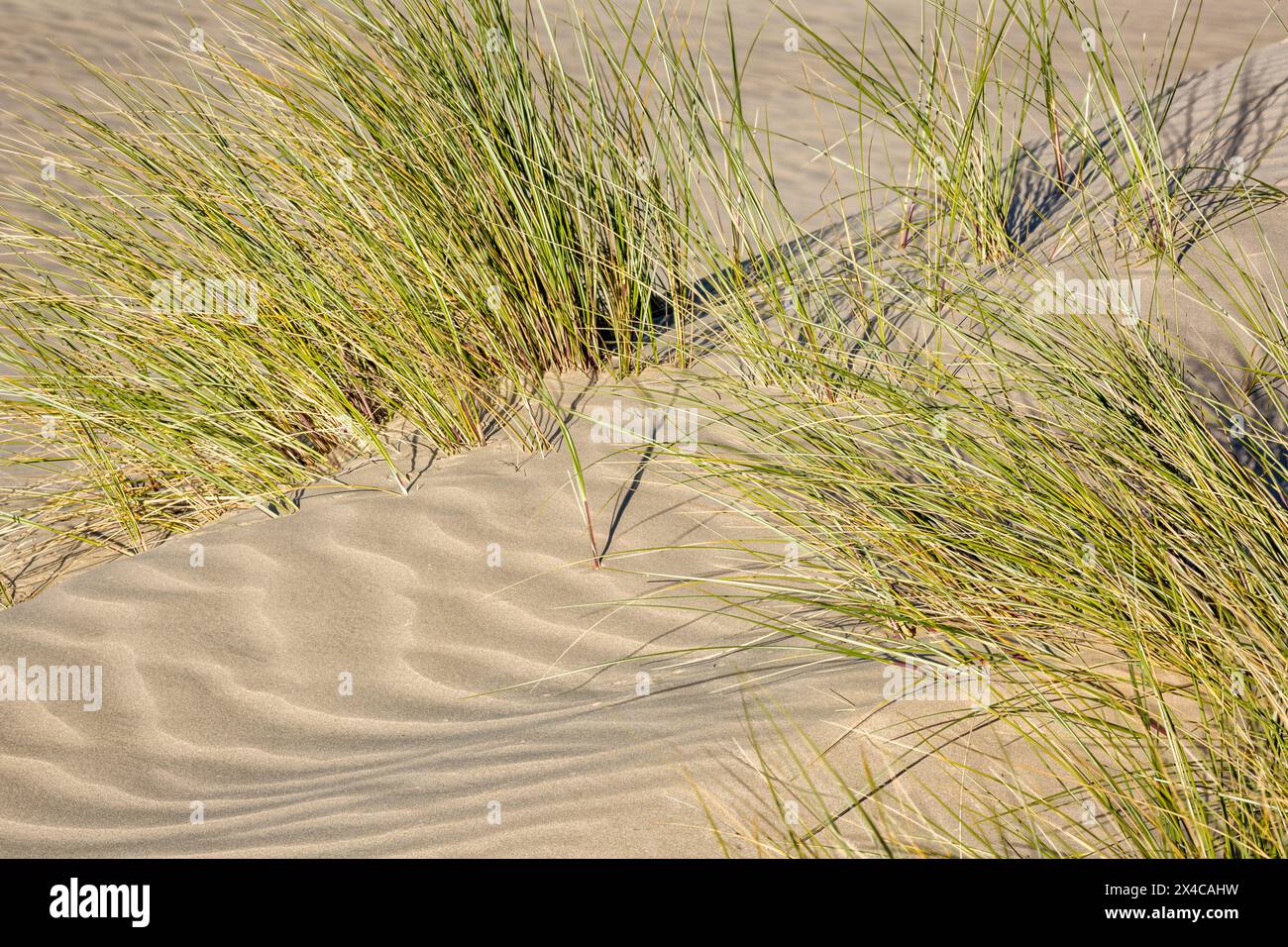 USA, California, costa centrale, Oceano. Dune Grass presso Pismo State Beach Dune Preserve Foto Stock