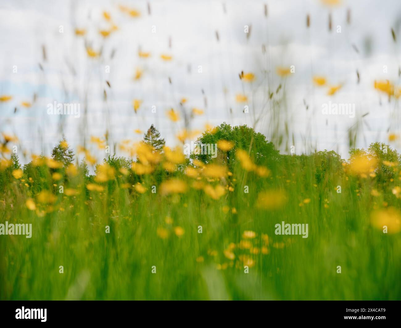 Summer Meadow - fiori gialli selvatici estivi fuori fuoco su uno sfondo naturale cielo - nessun falcio può Foto Stock
